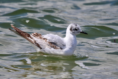 Bonaparte's Gull - Chroicocephalus philadelphia 