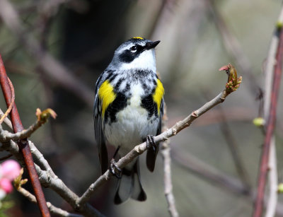 Yellow-rumped Warbler - Setophaga coronata