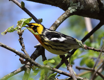 Blackburnian Warbler - Setophaga fusca