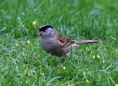 Golden-crowned Sparrow - Zonotrichia atricapilla
