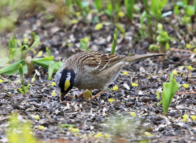 Golden-crowned Sparrow - Zonotrichia atricapilla