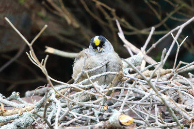 Golden-crowned Sparrow - Zonotrichia atricapilla