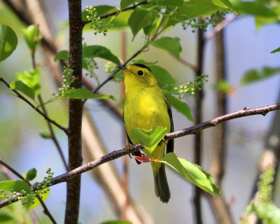 Wilsons Warbler - Cardellina pusilla