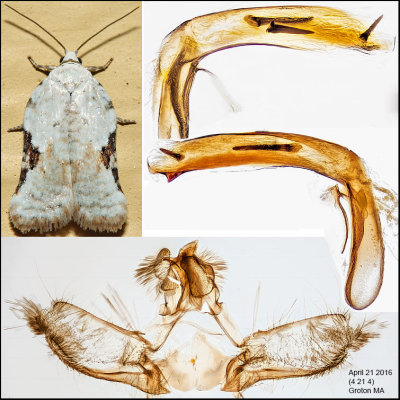 3517 - Bent-wing Acleris - Acleris subnivana (male)