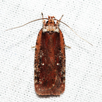 0857 - Agonopterix lythrella*