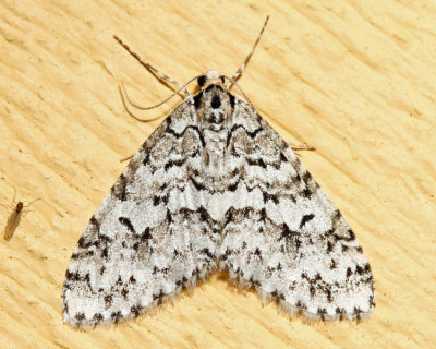 7639 - Scribbler Moth - Cladara atroliturata