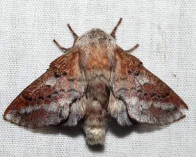 7687 - American Lappet Moth - Phyllodesma americana