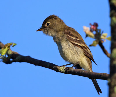 Least Flycatcher - Empidonax minimus