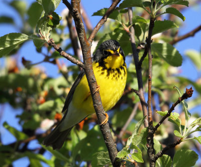 Canada Warbler - Cardellina canadensis