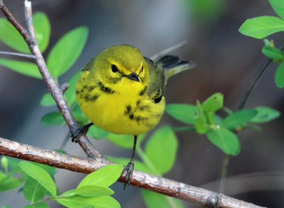 Prairie Warbler - Setophaga discolor