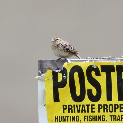 Grasshopper Sparrow - Ammodramus savannarum