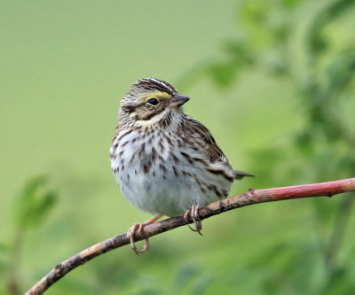 Savannah Sparrow - Passerculus sandwichensis