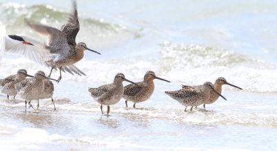 Short-billed Dowitcher - Limnodromus griseus