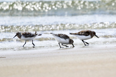 Sanderling - Calidris alba