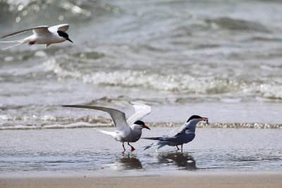 Common Tern - Sterna hirundo