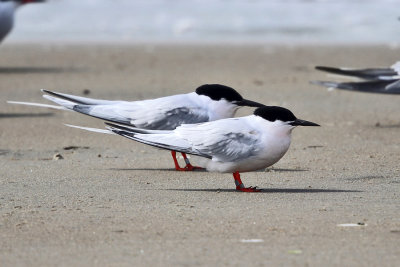 Roseate Terns - Sterna dougallii