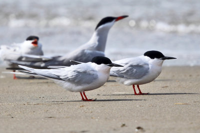 Roseate Terns - Sterna dougallii