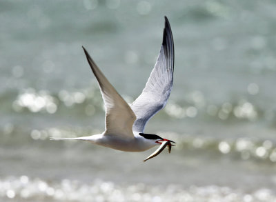 Common Tern - Sterna hirundo