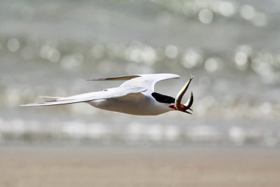 Common Tern - Sterna hirundo