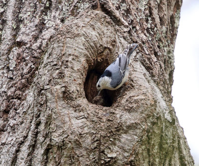 White-breasted Nuthatch - Sitta carolinensis (at nest cavity)