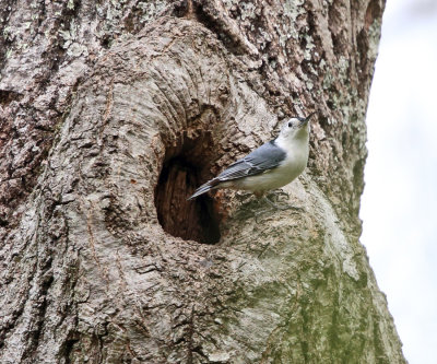 White-breasted Nuthatch - Sitta carolinensis (at nest cavity)