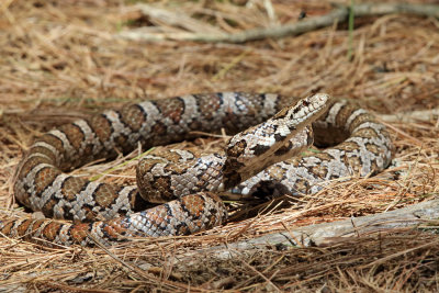 Eastern Milk Snake - Lampropeltis triangulum triangulum