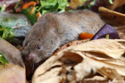 Meadow Vole - Microtus pennsylvanicus