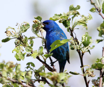 Indigo Bunting - Passerina cyanea