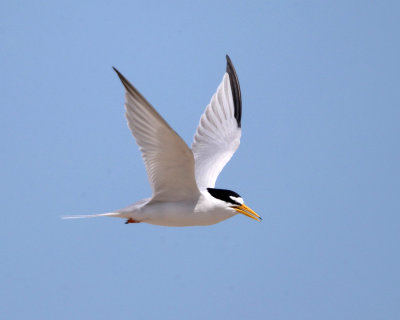 Least Tern - Sternula antillarum