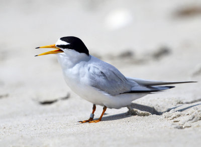 Least Tern - Sternula antillarum