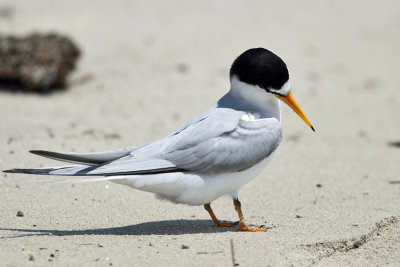 Least Tern - Sternula antillarum