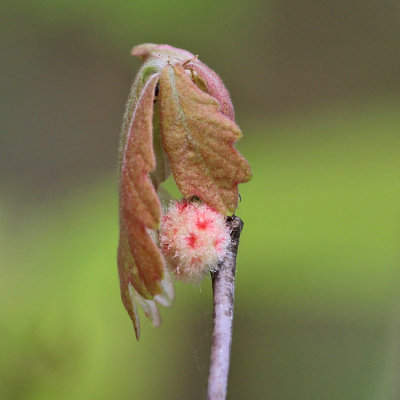 Wool Sower - Callirhytis seminator