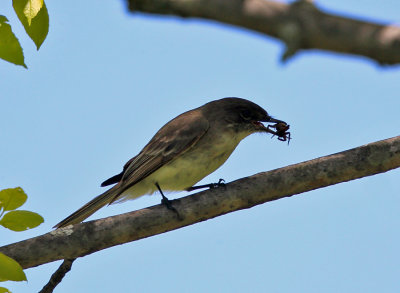 Eastern Phoebe - Sayornis phoebe