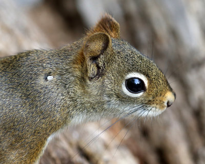 American Red Squirrel - Tamiasciurus hudsonicus (with a tick attached)