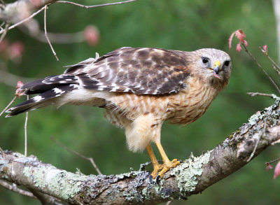 Red-shouldered Hawk - Buteo lineatus