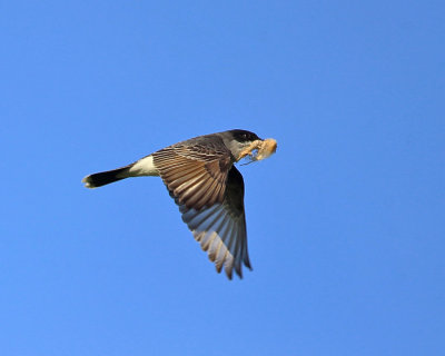 Eastern Kingbird - Tyrannus tyrannus (carrying nest material)