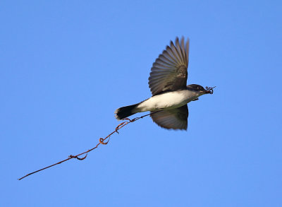 Eastern Kingbird - Tyrannus tyrannus (carrying nest material)