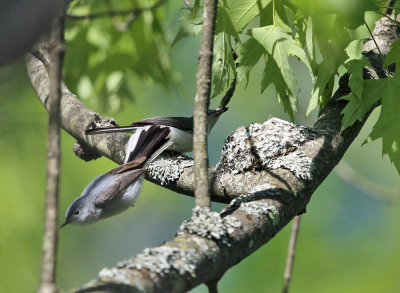 Blue-gray Gnatcatchers - Polioptila caerulea (at nest)