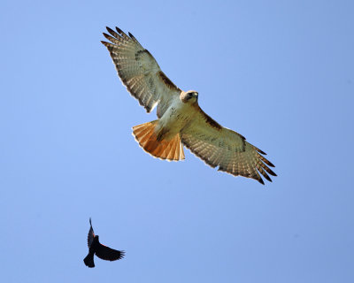 Red-tailed Hawk chased by a Red-winged Blackbird