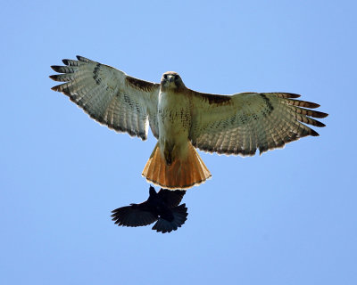 Red-tailed Hawk chased by a Red-winged Blackbird