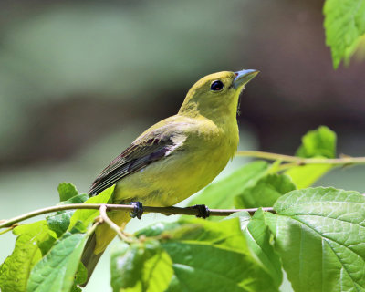 Scarlet Tanager - Piranga olivacea (female)