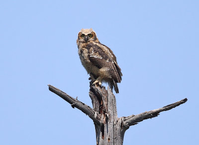 Great-horned Owl - Bubo virginianus (recently fledged)