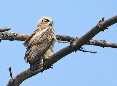 Great-horned Owl - Bubo virginianus (recently fledged)