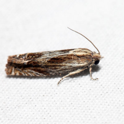 2916 - Beautiful Phaneta Moth - Eucosma formosana *