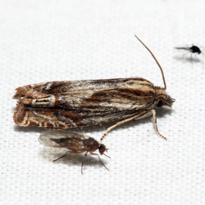 2916 - Beautiful Eucosma - Eucosma formosana