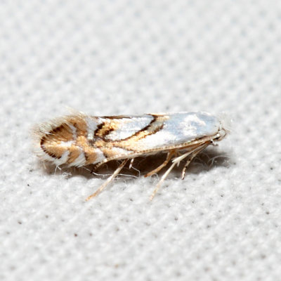 Phyllonorycter sp. 