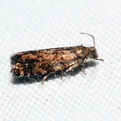 3338 - European Spruce Needleminer Moth - Epinotia nanana *