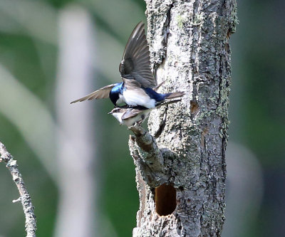 Tree Swallows - Tachycineta bicolor (mating)