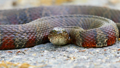 Northern Water Snake - Nerodia sipedon sipedon