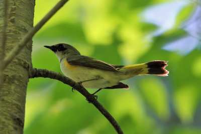 American Redstart - Setophaga ruticilla (immature male)